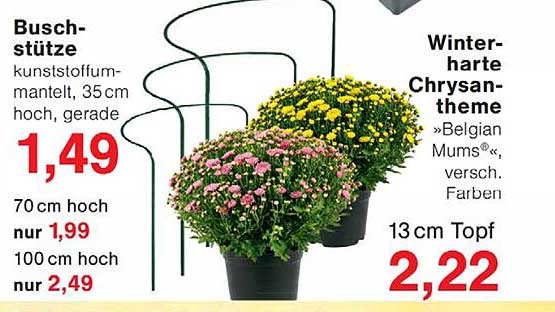 Winterharte Chrysantheme »Belgian Mums«, versch. Farben