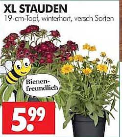 XL STAUDEN