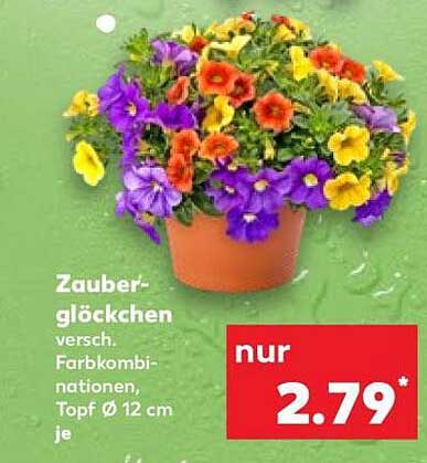 Zauberglöckchen versch. Farbkombinationen, Topf Ø 12 cm je