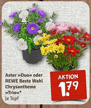 Aster »Duo« oder REWE Beste Wahl Chrysantheme »Trio« je Topf