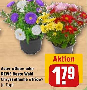 Aster »Duo« oder REWE Beste Wahl Chrysantheme »Trio« je Topf