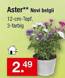 Aster** Novi belgii 12-cm-Topf, 3-farbig