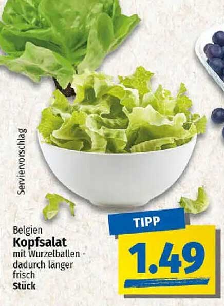 Belgien Kopfsalat mit Wurzelballen - dadurch länger frisch