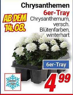 Chrysanthemen 6er-Tray