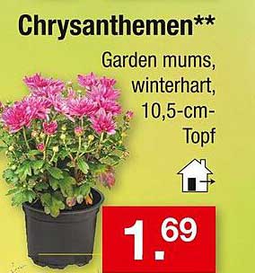 Chrysanthemen** Garden mums, winterhart, 10,5-cm-Topf