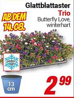 Glattblatttaster Trio Butterfly Love, winterhart