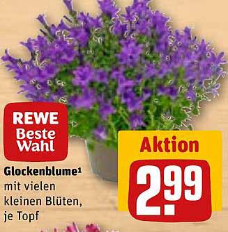 Glockenblume mit vielen kleinen Blüten, je Topf