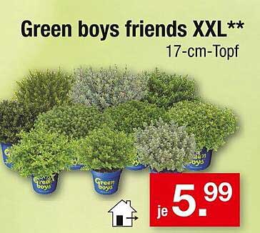 Green boys friends XXL 17-cm-Topf