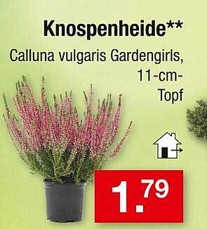 Knospenheide - Calluna vulgaris Gardengirls, 11-cm-Topf