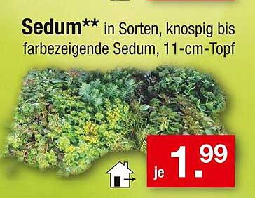 Sedum** in Sorten, knospig bis farbeindeutiges Sedum, 11-cm-Topf