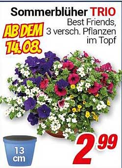 Sommerblüher TRIO - Best Friends, 3 verschiedene Pflanzen im Topf