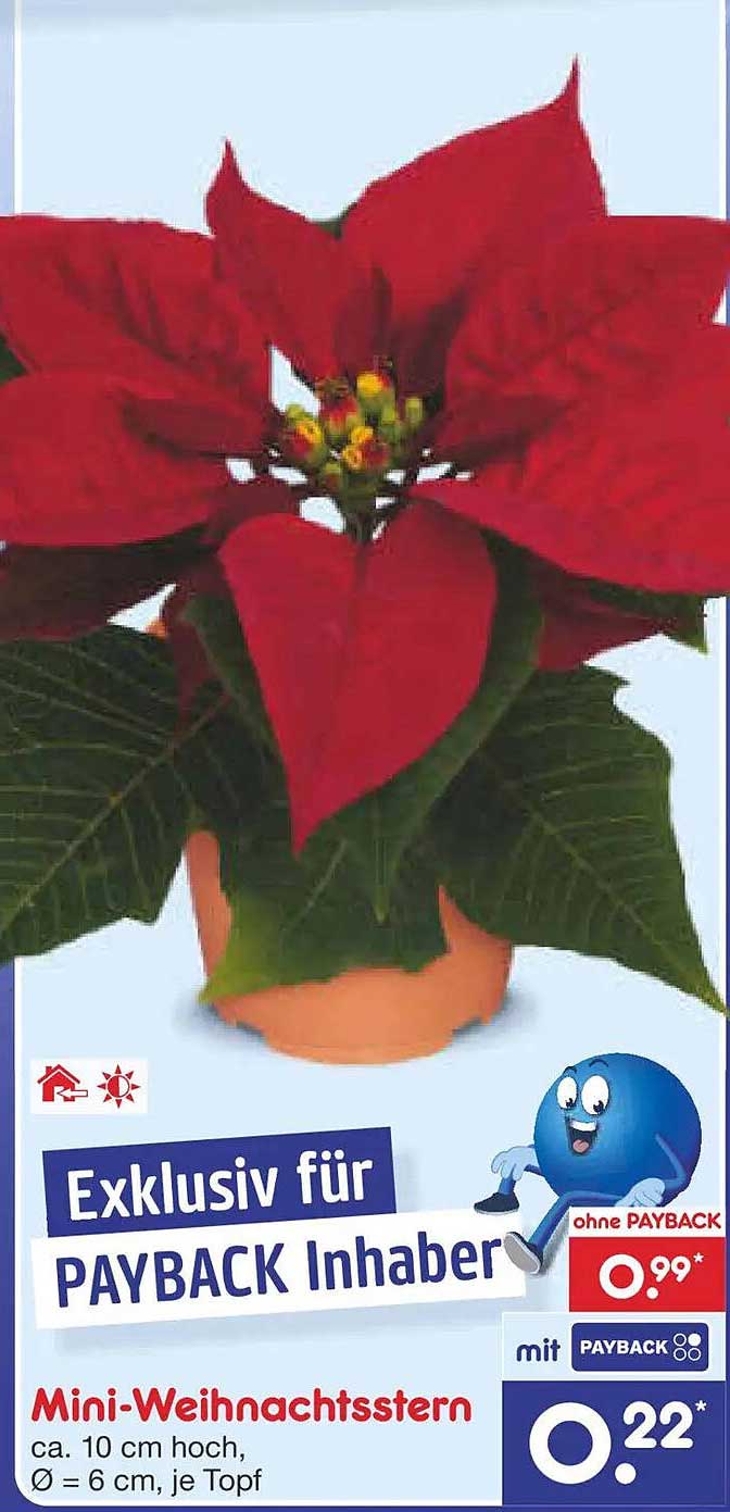 Mini-Weihnachtsstern