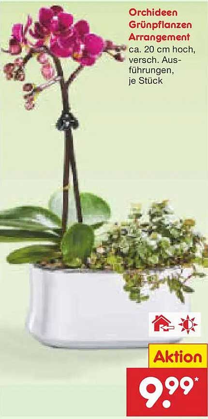 Orchideen Grünpflanzen Arrangement ca. 20 cm hoch, verschiedene Ausführungen, je Stück