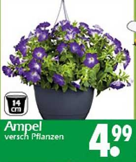Ampel versch. Pflanzen