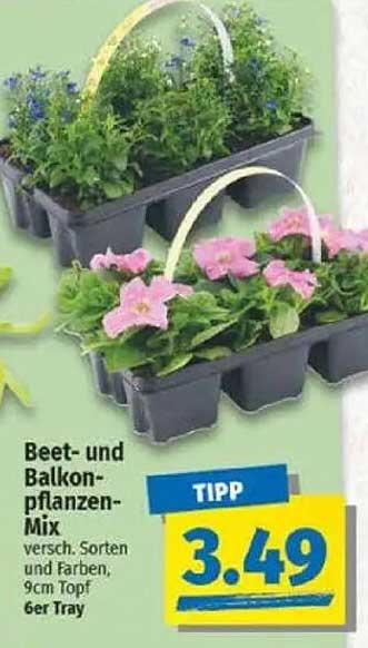 Beet- und Balkonpflanzen-Mix