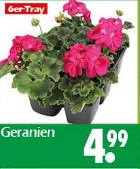 Geranien 6er-Tray