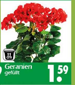 Geranien gefüllt 11 cm