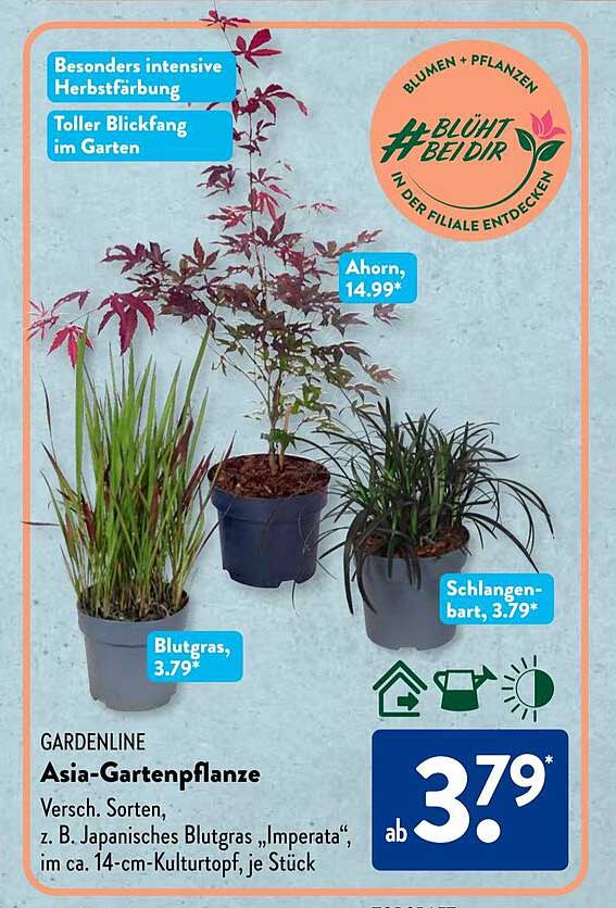 Asia-Gartenpflanze