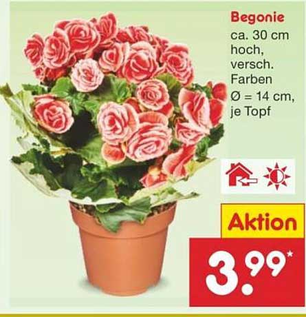 Begonie ca. 30 cm hoch, verschiedene Farben, Ø = 14 cm, je Topf
