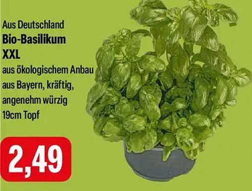 Bio-Basilikum XXL aus Deutschland