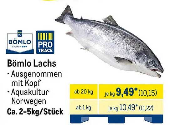 Bömlö Lachs aus Norwegen – Ausgenommen mit Kopf