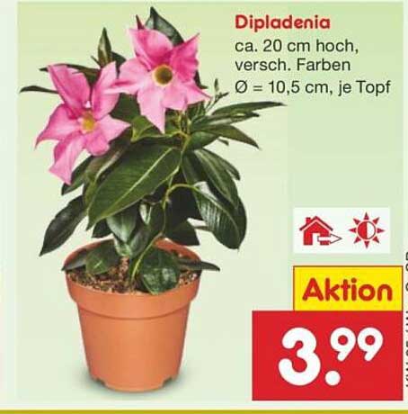 Dipladenia – Die blühende Schönheit für Ihr Zuhause!