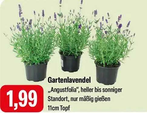 Gartenlavendel "Angustifolia" im 11cm Topf