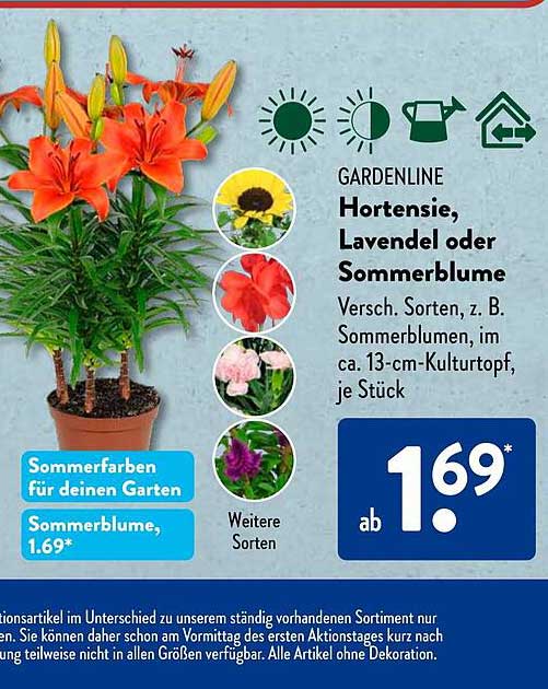 Hortensie, Lavendel oder Sommerblume im 13-cm-Kulturtopf, je Stück