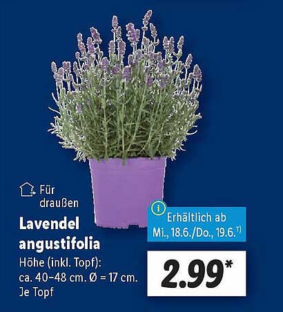 Lavendel angustifolia – für ein blühendes Zuhause