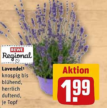 Lavendel – knospig bis blühend, herrlich duftend, je Topf