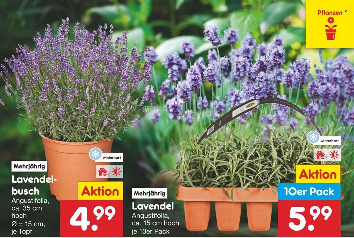 Lavendelbusch und Lavendel im 10er Pack