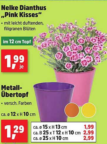 Nelke Dianthus "Pink Kisses" und Metall-Übertopf
