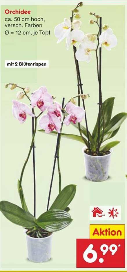 Orchidee ca. 50 cm hoch, versch. Farben Ø = 12 cm, je Topf mit 2 Blütenrispen