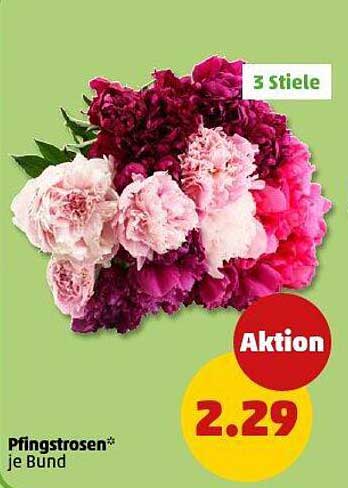 Pfingstrosen – 3 Stiele je Bund