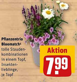 Pflanzen-Trio Bloomatch - tolle Stauden-Kombinationen in einem Topf