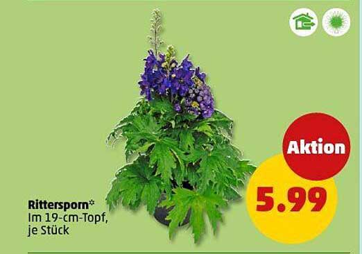 Ritterspon im 19-cm-Topf, je Stück