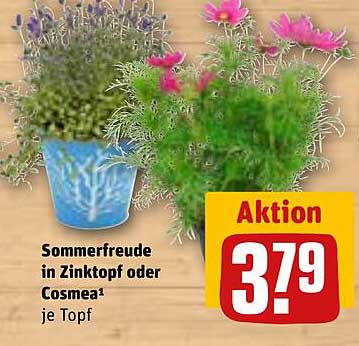 Sommerfreude in Zinktopf oder Cosmea