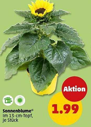 Sonnenblume im 13-cm-Topf, je Stück