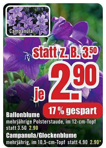 Campanula/Glockenblume