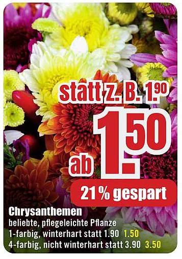 Chrysanthemen