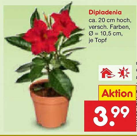 Dipladenia
