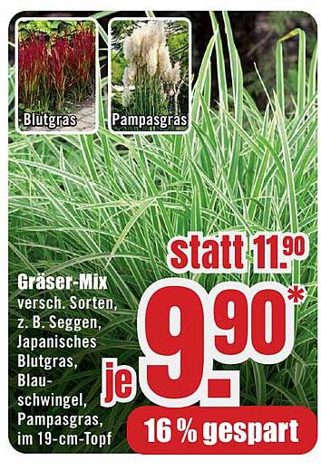 Gräser-Mix versch. Sorten, z. B. Seggen, Japanisches Blutgras, Blau-schwingel, Pampasgras, im 19-cm-Topf
