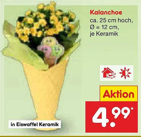 Kalanchoe ca. 25 cm hoch, Ø = 12 cm, je Keramik