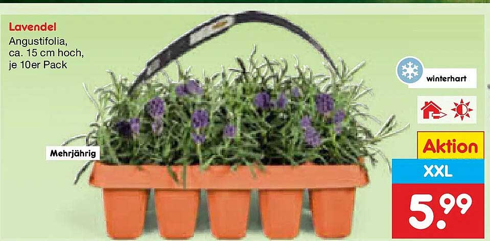 Lavendel