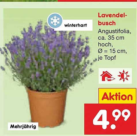 Lavendelbusch