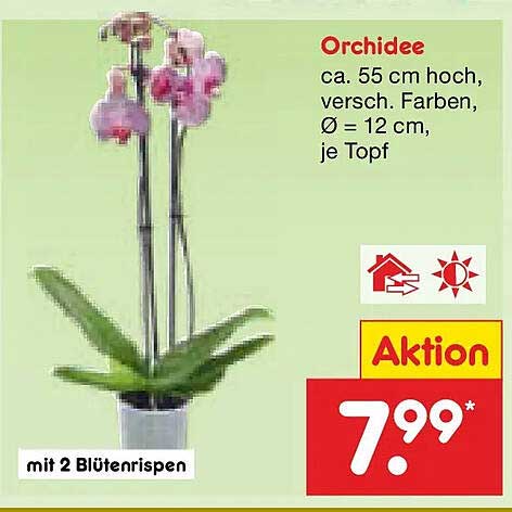 Orchidee