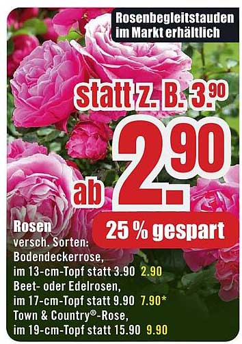 Rosenbegleitstauden im Markt erhältlich