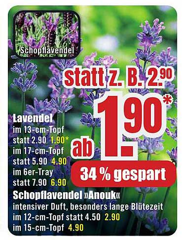 Schopflavendel