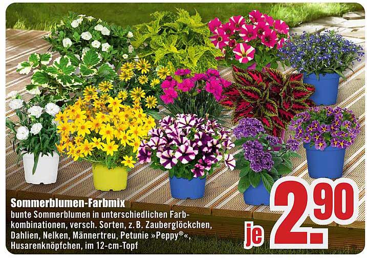 Sommerblumen-Farbmix
