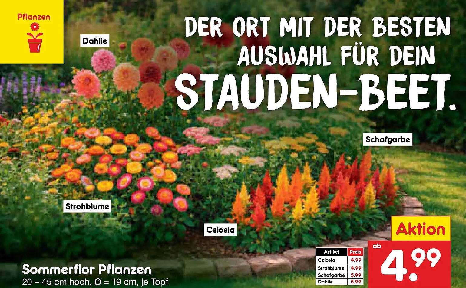 Sommerflor Pflanzen